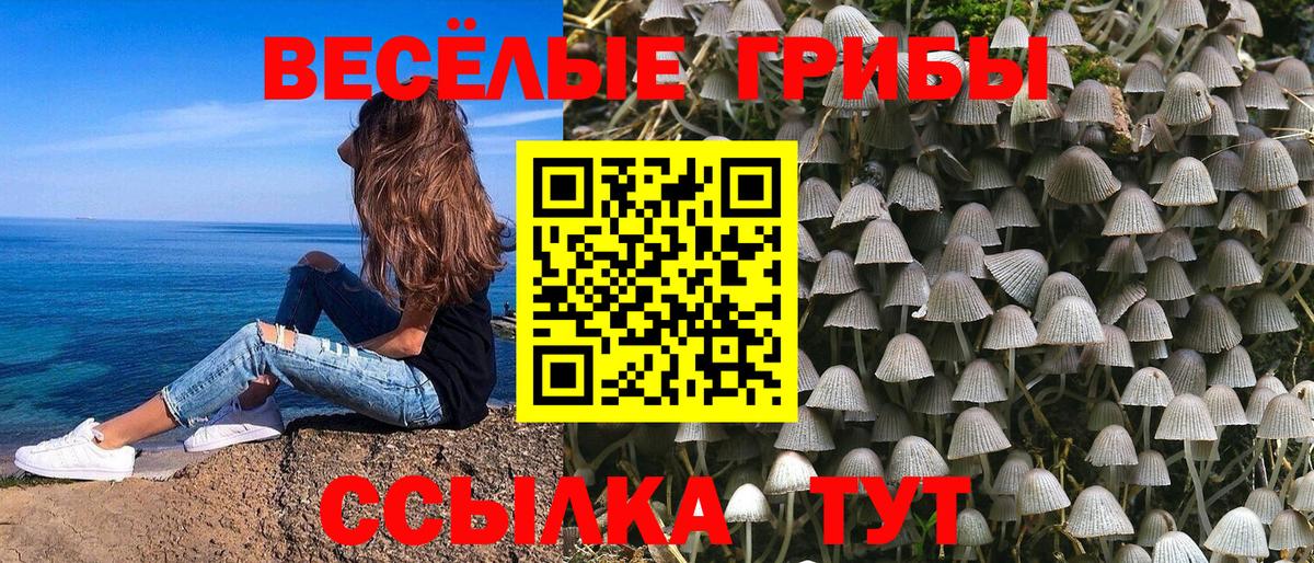 Галлюциногенные грибы Psilocybe  Тосно  Галлюциногенные грибы GOLDEN TEACHER 