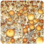 Псилоцибиновые (галлюциногенные)  грибы Psilocybin "Golden Teacher" в Тосно