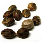 Семена марихуаны АК-47  (Seeds AK-47) в Тосно